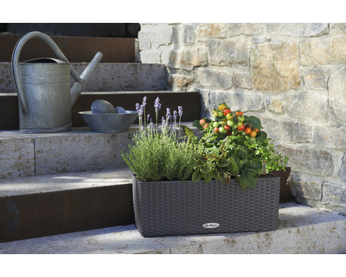 Blumenkasten mit Kräutern und Tomatenpflanzen auf einer Treppe, daneben eine Gießkanne