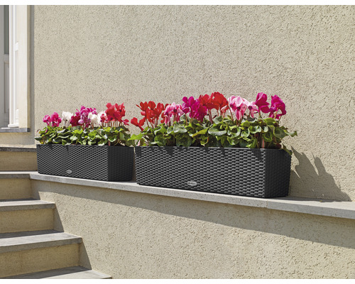 Deux jardinières rectangulaires avec des fleurs sur un mur