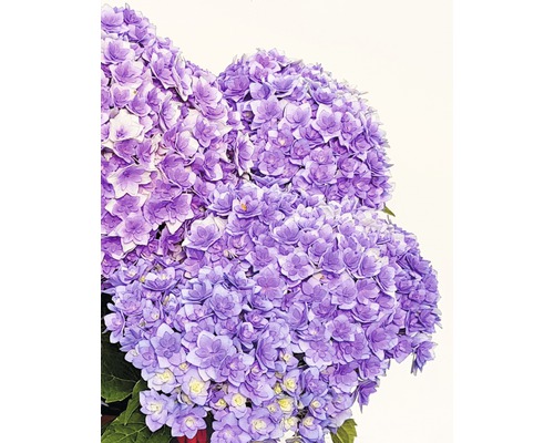 Gefüllte Hortensie FloraSelf® Hydrangea intermedia Together 30-40 cm