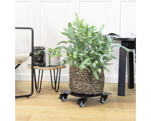 Zimmerpflanze in einem Korb auf einem Pflanzenroller