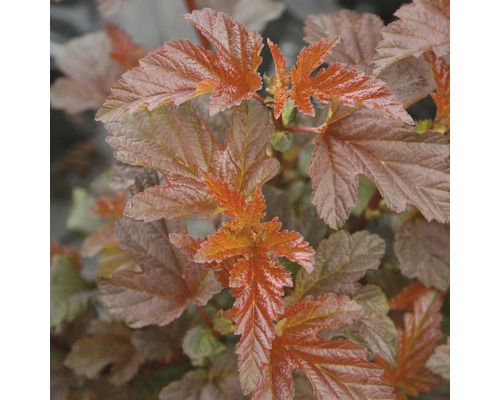 Physocarpe FloraSelf Physocarpus opulifolius 'Lady in Red' H 50-60 cm Co 4 L Feuilles d''un physocarpe à feuilles d''obier en détail