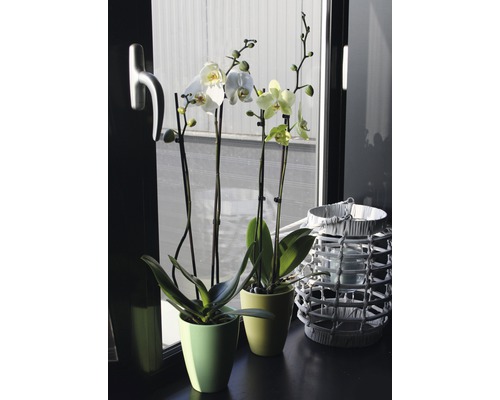 Deux orchidées fleuries en pot et une lanterne sur un rebord de fenêtre.