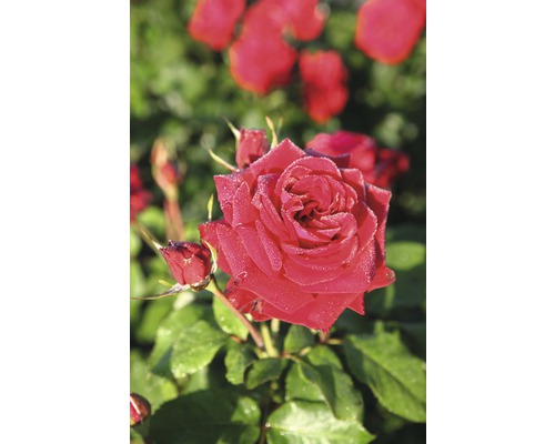 Rosier pour parterres roses Tantau rose 'Lübecker Rotspon®' 20-70 cm