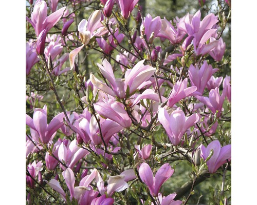 Magnolie 50-60 cm sortriert