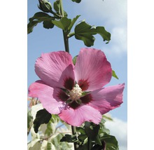 Fleur d''hibiscus avec feuilles