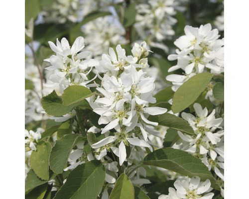 Amélanchier colonnaire FloraSelf Amelanchier lamarckii 'Obelisk' H 100-125 cm Co 15 L