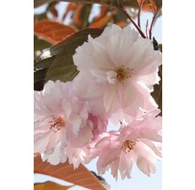 Nahaufnahme von rosafarbenen Zierkirschblüten