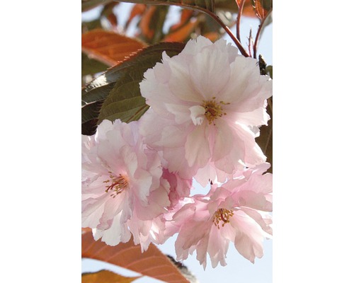 Nahaufnahme von rosafarbenen Zierkirschblüten