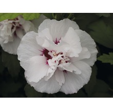 Gros plan d''une fleur d''hibiscus double