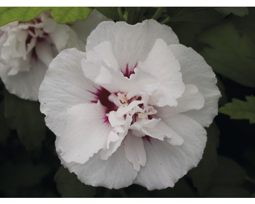 Nahaufnahme einer gefüllten Roseneibischblüte