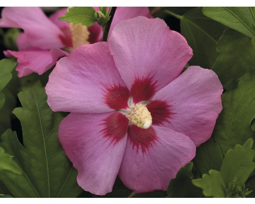 Nahaufnahme einer rosafarbenen Hibiskusblüte mit grünen Blättern.
