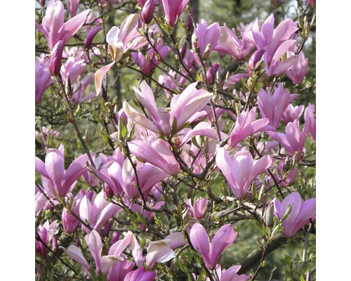 Magnolienbaum mit zahlreichen Blüten