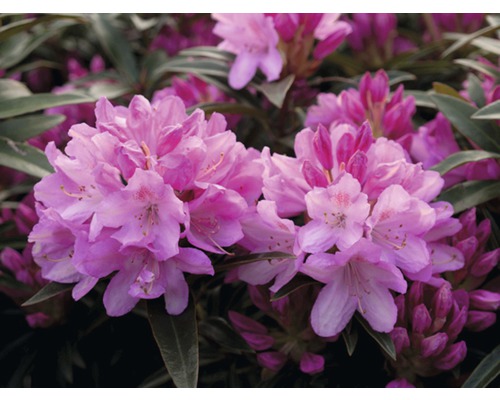 Rhododendron sauvage FloraSelf Rhododendron ponticum 'Graziella' H 25-30 cm Co 5 L