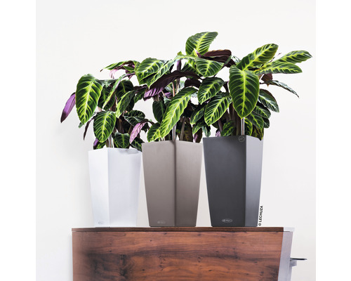 Drei Zimmerpflanzen in Pflanzgefäßen auf einem Holzschrank