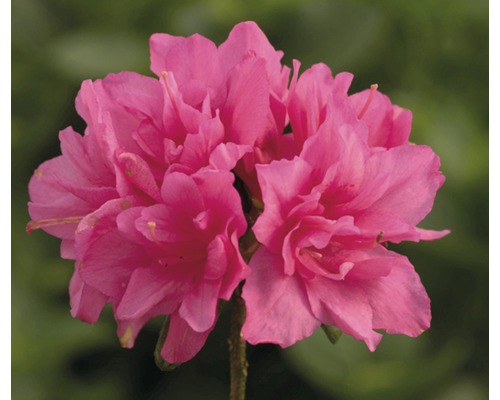 Azalée du Japon FloraSelf Rhododendron obtusum H 20-30 cm Co 2 L rose