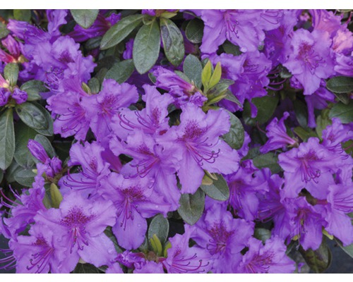 Azalée du Japon FloraSelf Rhododendron obtusum H 20-30 cm Co 2 L violet