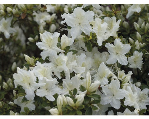 Azalée du Japon FloraSelf Rhododendron obtusum H 20-30 cm Co 2 L blanc