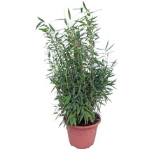 30 x robuster Gartenbambus FloraSelf Fargesia murielae 'Standing Stone' H 60-80 cm Co 7,5 L für ca. 20 Lfm Hecke