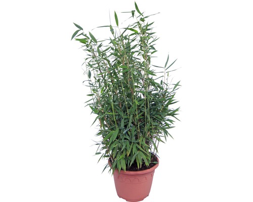 Bambou en pot pour l''intérieur et l''extérieur