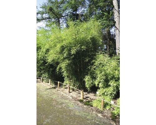 Bambou de jardin Campbell 80-100 cm