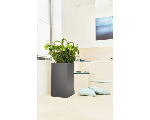 Plantes dans un bac à fleurs carré dans la salle de bains