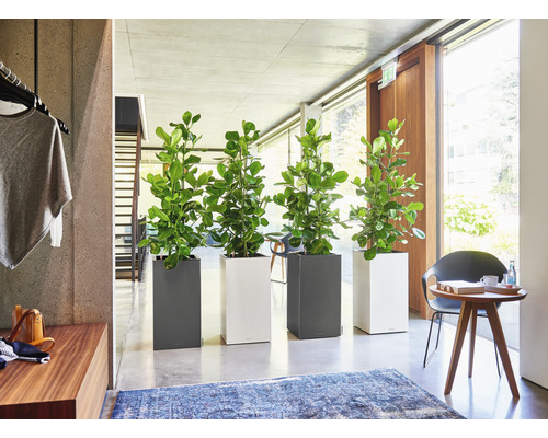 Intérieur avec quatre plantes dans des bacs à plantes carrés