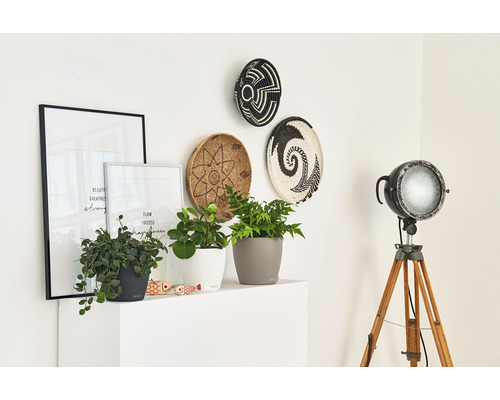 Décoration intérieure décorative avec des plantes en pot, des décorations murales et un projecteur sur un trépied.