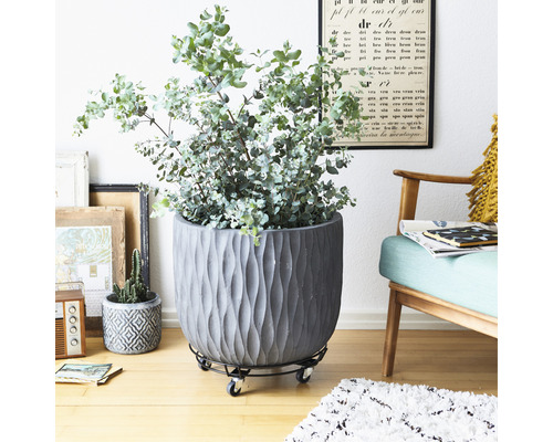 Scène d''intérieur avec grand pot de fleurs sur roulettes, planté d''eucalyptus