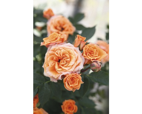 Rosier pour parterres roses Tantau rose 'Clementine®' 20-70 cm