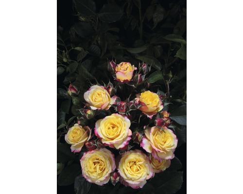 Rosier pour parterres roses Tantau rose 'Clementine®' 20-70 cm