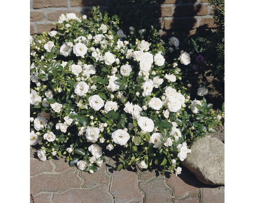 Rosier couvre-sol Roses Tantau Rose 'Aspirin®' 20-70 cm