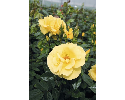 Kletterrose FloraSelf® Rosa 'Dukat®' 20-70 cm