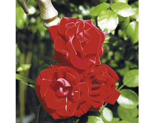 Nahaufnahme von roten Rosenblüten