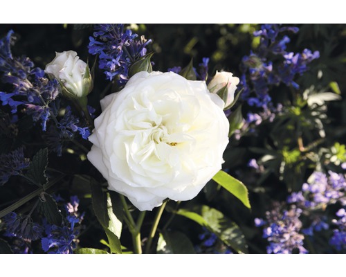 Beetrose FloraSelf® Rosa 'Alabaster®' 20-70 cm