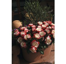 Edelrose FloraSelf® Rosa 'Nostalgie®' 20-70 cm-thumb-0