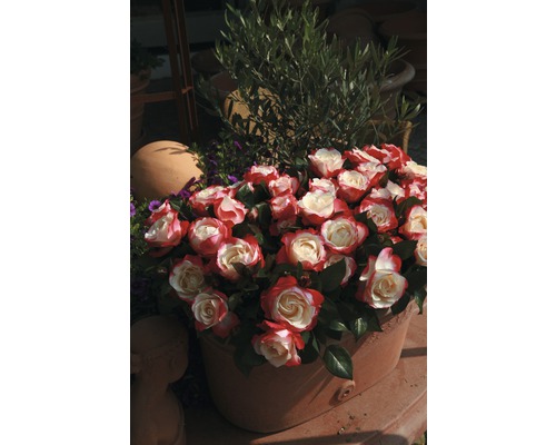 Rosier à grandes fleurs FloraSelf® Rose 'Nostalgie®' 20-70 cm