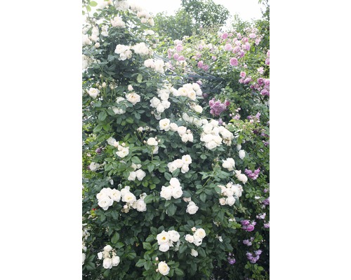 Kletterrose FloraSelf® Rosa 'Uetersener Klosterrose®' 20-70 cm