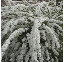 Spirée de mariée avec des fleurs blanches