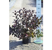 Groseillier à fleurs en pot avec une échelle de mesure