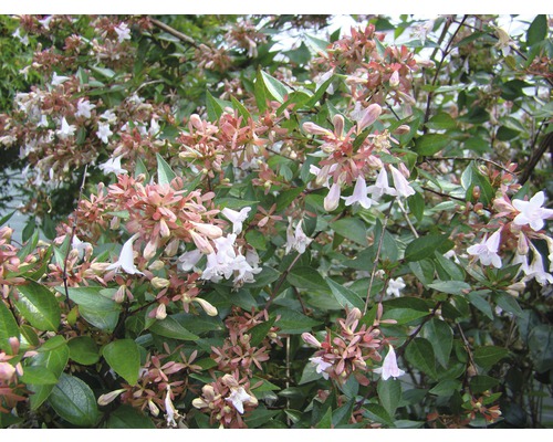 Blütenstrauch mit weißen Blüten und grünen Blättern