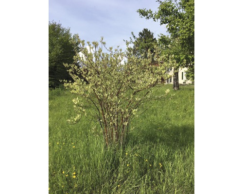 Dekorativer Hartriegelstrauch im Garten