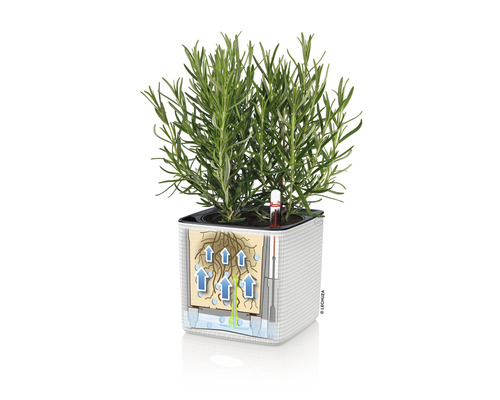 Plante en pot avec schéma du système d''arrosage