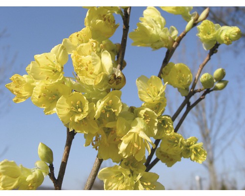 Nahaufnahme von Zweigen mit gelben Winterblüten