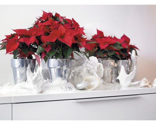 Weihnachtsstern in silberfarbenen Übertöpfen als Dekoration auf einem Sideboard