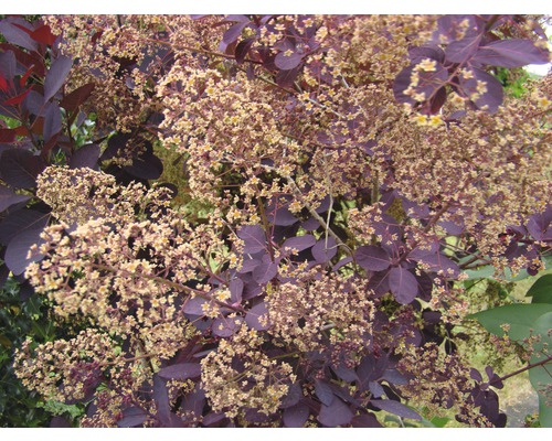 Nahaufnahme eines Perückenstrauchs mit Blättern und Blüten