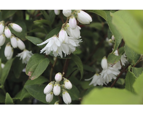 Deutzie Pflanze mit weißen Blüten
