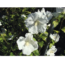 Nahaufnahme eines Hibiskusstrauchs mit weißen Blüten