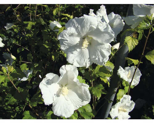 Nahaufnahme eines Hibiskusstrauchs mit weißen Blüten