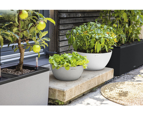 Pots de fleurs Lechuza avec salade, poivrons, tomates et pommier