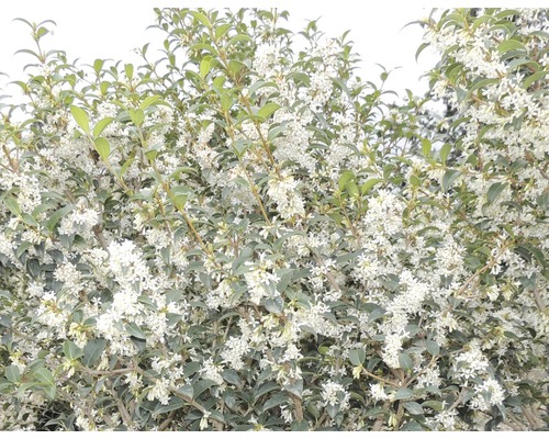 Blühender Duftblütenstrauch mit weißen Blüten